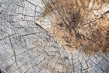 Güzel ahşap çatlak eski meşe, doğal doku yakın, eski yüzey ahşap meşe, çizgili doku eski meşe, duvar kağıdı arka planı için dekoratif tekir kırığı.