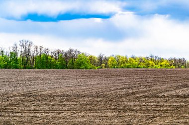 Organik hasat için büyük boş tarla fotoğrafları, gökyüzü arka planında hasat için büyük boş tarım tarlalarından oluşan fotoğraf, bu sonbahar mevsiminde hasat için boş tarla.