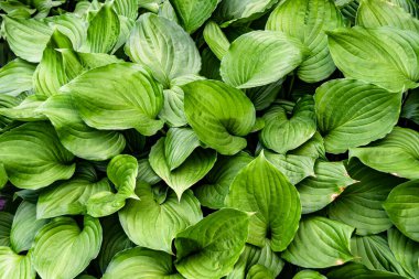 Tema: Akçaağaç yapraklarının yüzeye düşen sonbahar soyut arkaplanı, sabahları kırsal alanda ıslak sonbahar akçaağaç yapraklarının düşmesi, sonbahar akçaağaç yapraklarının farklı akçaağaç yapraklarının düşmesi.