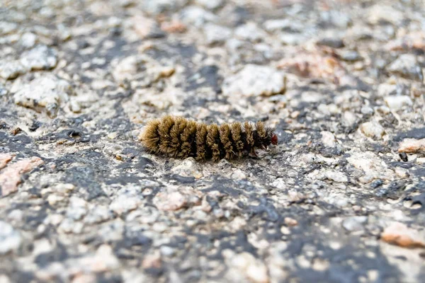 Photography on theme beautiful hairy caterpillar in hurry to turn into butterfly, photo consisting of small butterfly caterpillar outdoor in rural, butterfly caterpillar creeps fast along big car road