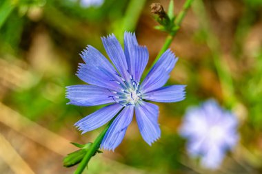 Çayırlarda yetişen güzel yabani çiçek hindibası. Yabani büyüyen çiçek hindibasından çim çayırına kadar sıradan, kırsal alanlarda sıradan yetişen yabani çiçek hindibasından oluşan fotoğraf.