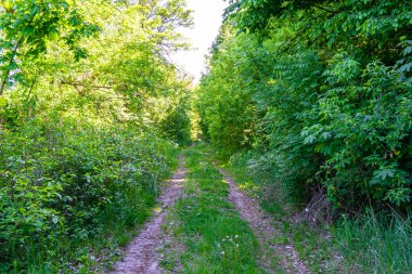 Tema üzerine fotoğrafçılık Vahşi Orman 'daki güzel patika, Vahşi Orman' a uzanan kırsal yaya yolu, İnsansız Orman 'a giden yol, Vahşi Orman' daki yaya yolu, Bu doğal doğa
