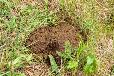 Tema üzerine fotoğraf. Taze inek gübresi gübresi gübresi gübresi. Gübre gübresi doğadan gelir.