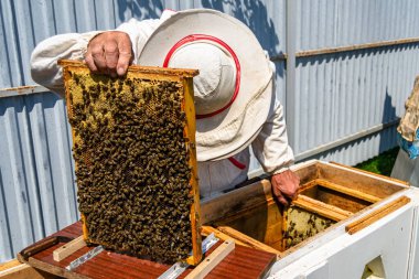 Kanatlı arı yavaşça arı yetiştiricisine uçar canlı çiçeklerden nektar toplar. Arı kovanından, arı kovanından, arı bacağındaki çiçek tozundan, arka plandaki arılar için arıcıdan oluşan arı kovanından.