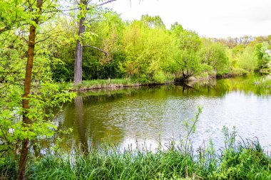 Kırsal kesimde yetişen güzel ot sazları renkli arka planda yetişiyor. Islak sularda vahşi ot bataklık kamışları, doğadan gelen uzun çimen kamışları.