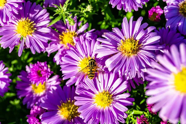 Красивый Дикий Цветок Крылатый Пчела Фоне Листвы Луг Фото Состоящий — стоковое фото