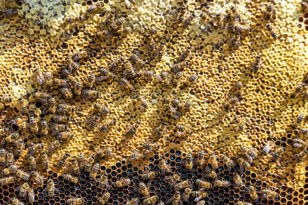 Absztrakt Hatszög Szerkezete Méhkaptárból Származó Méhsejt Arany Mézzel Töltve Méhsejt — Stock Fotó