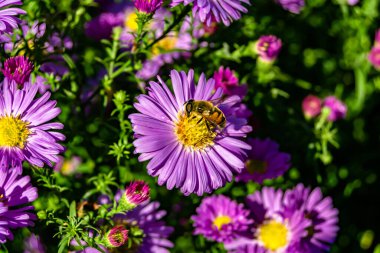 Arka planda yaban arısı kanatlı güzel bir arı, yabani çiçeklerden oluşan bir fotoğraf. Arı otlağa doğru yavaşça uçuyor bal için nektar topluyor, kır otlaklarında yabani bir çiçek arısı.