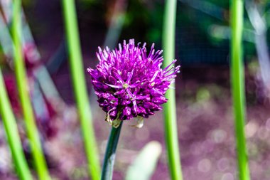 Kırsalda çiçek açan nektarlı vahşi güzellik, kırlarda açan kır çiçekleri, tarlada açan doğal otlar kırsal alanda açan yabani küçük çiçekler.