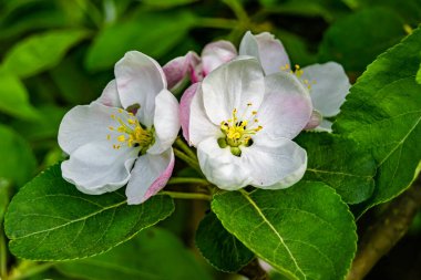 Tema üzerine fotoğraf: Temiz gökyüzü altında doğal yaprakları olan güzel meyve dalı elma ağacı, kırsal alanda meyve dalı elma ağacı, büyük bahçede çiçek dalı elma ağacı.