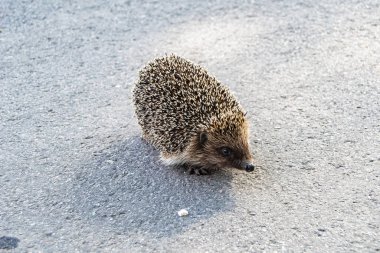 Tema üzerine fotoğrafçılık güzel, dikenli, küçük kirpi yoğun vahşi ormana gider, kırsal alanda, dikenli, küçük kirpinin karanlık büyük araba yolunda hızla koştuğu bir fotoğraf.