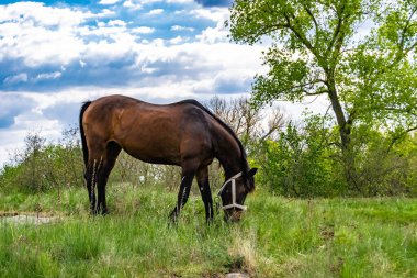 Güzel, kahverengi at, yaz aygırı, yeşil çimen yiyen at, ayakta duran uzun yeleli at, açık havada at atı, büyük at atları.