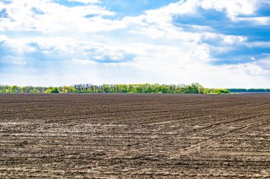 Organik hasat için büyük boş tarla fotoğrafları, gökyüzü arka planında hasat için büyük boş tarım tarlalarından oluşan fotoğraf, bu sonbahar mevsiminde hasat için boş tarla.
