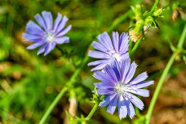 Beauty wild growing flower chicory ordinary on background meadow, photo consisting from wild growing flower chicory ordinary to grass meadow, wild growing flower chicory ordinary at meadow countryside