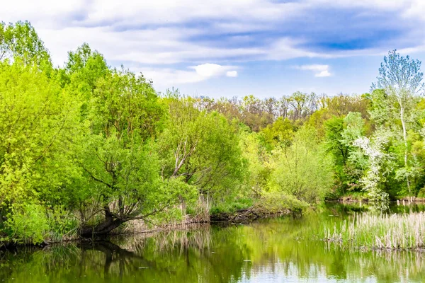 Kırsal kesimde yetişen güzel ot sazları renkli arka planda yetişiyor. Islak sularda vahşi ot bataklık kamışları, doğadan gelen uzun çimen kamışları.