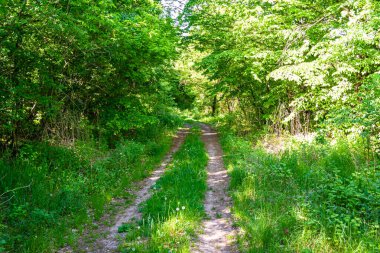 Tema üzerine fotoğrafçılık Vahşi Orman 'daki güzel patika, Vahşi Orman' a uzanan kırsal yaya yolu, İnsansız Orman 'a giden yol, Vahşi Orman' daki yaya yolu, Bu doğal doğa