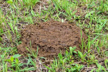Tema üzerine fotoğraf. Taze inek gübresi gübresi gübresi gübresi. Gübre gübresi doğadan gelir.
