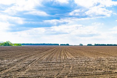 Organik hasat için büyük boş tarla fotoğrafları, gökyüzü arka planında hasat için büyük boş tarım tarlalarından oluşan fotoğraf, bu sonbahar mevsiminde hasat için boş tarla.