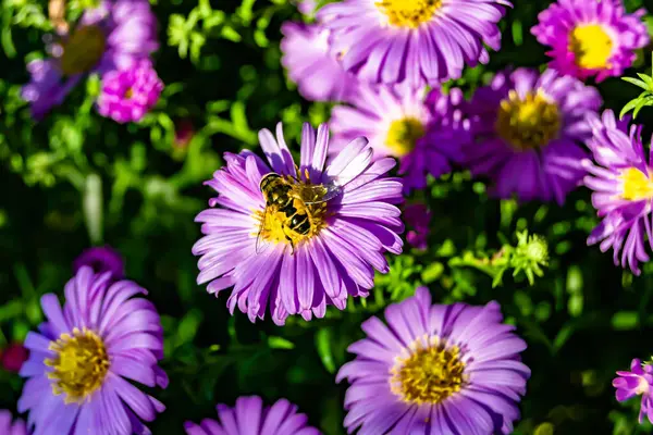 Красивый Дикий Цветок Крылатый Пчела Фоне Листвы Луг Фото Состоящий — стоковое фото