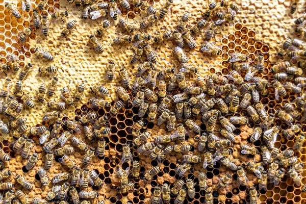 Абстрактная Шестиугольная Структура Соты Пчелиного Улья Наполненные Золотым Медом Сотовая Лицензионные Стоковые Фото