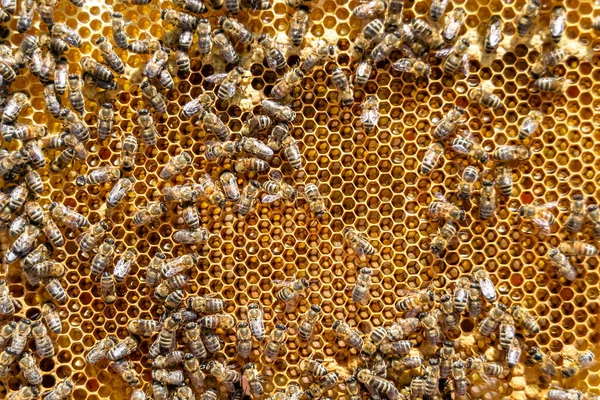 Abstract Hexagonstructuur Honingraat Van Bijenkorf Gevuld Met Gouden Honing Honingraat Stockfoto