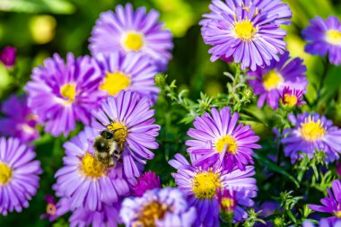 Arka planda yaban arısı kanatlı güzel bir arı, yabani çiçeklerden oluşan bir fotoğraf. Arı otlağa doğru yavaşça uçuyor bal için nektar topluyor, kır otlaklarında yabani bir çiçek arısı.