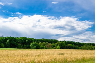 Renkli doğal arka plan üzerine köy çayırında güzel bir ufuk manzarası, uzun çayırdaki çayır köyünde ufuk manzarası, hayvan için köy otlağındaki ufuk doğa manzarası.