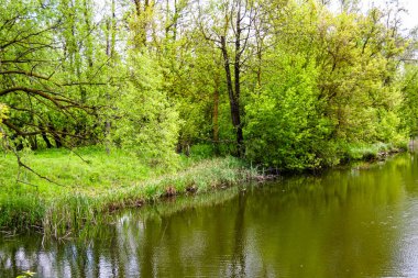 Kırsal kesimde yetişen güzel ot sazları renkli arka planda yetişiyor. Islak sularda vahşi ot bataklık kamışları, doğadan gelen uzun çimen kamışları.