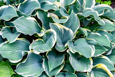 Tema: Akçaağaç yapraklarının yüzeye düşen sonbahar soyut arkaplanı, sabahları kırsal alanda ıslak sonbahar akçaağaç yapraklarının düşmesi, sonbahar akçaağaç yapraklarının farklı akçaağaç yapraklarının düşmesi.