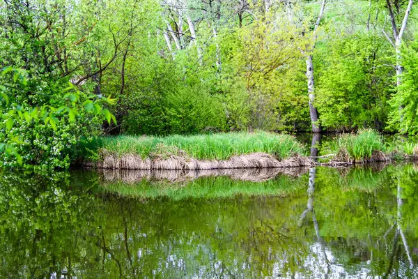 Schöne Grassümpfe Schilfrohr Wächst Ufer Reservoir Der Landschaft Farbigen Hintergrund — Stockfoto
