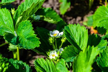 Tema üzerine fotoğraf: Doğal yapraklı güzel böğürtlen dalı, kırsal alanda çilek dalından oluşan fotoğraf, büyük bahçedeki çilek dalları.