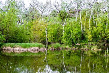 Kırsal kesimde yetişen güzel ot sazları renkli arka planda yetişiyor. Islak sularda vahşi ot bataklık kamışları, doğadan gelen uzun çimen kamışları.