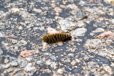 Tema üzerine fotoğraf güzel kıllı tırtıl kelebeğe dönüşmek için acele ediyor kırsal alanda küçük bir kelebek tırtılından oluşan fotoğraf büyük araba yolunda hızla sürünüyor.