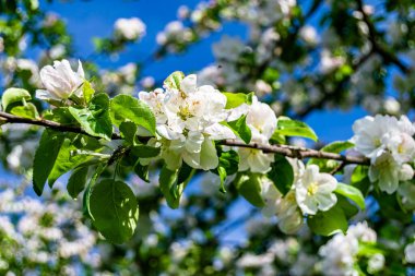 Tema üzerine fotoğraf: Temiz gökyüzü altında doğal yaprakları olan güzel meyve dalı elma ağacı, kırsal alanda meyve dalı elma ağacı, büyük bahçede çiçek dalı elma ağacı.