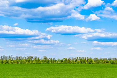 Renkli doğal arka plan üzerine köy çayırında güzel bir ufuk manzarası, uzun çayırdaki çayır köyünde ufuk manzarası, hayvan için köy otlağındaki ufuk doğa manzarası.