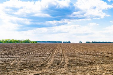 Organik hasat için büyük boş tarla fotoğrafları, gökyüzü arka planında hasat için büyük boş tarım tarlalarından oluşan fotoğraf, bu sonbahar mevsiminde hasat için boş tarla.