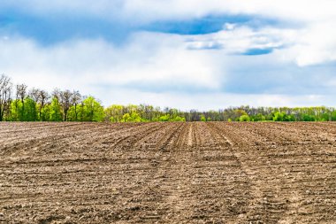 Organik hasat için büyük boş tarla fotoğrafları, gökyüzü arka planında hasat için büyük boş tarım tarlalarından oluşan fotoğraf, bu sonbahar mevsiminde hasat için boş tarla.