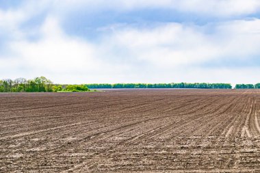 Organik hasat için büyük boş tarla fotoğrafları, gökyüzü arka planında hasat için büyük boş tarım tarlalarından oluşan fotoğraf, bu sonbahar mevsiminde hasat için boş tarla.
