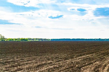 Organik hasat için büyük boş tarla fotoğrafları, gökyüzü arka planında hasat için büyük boş tarım tarlalarından oluşan fotoğraf, bu sonbahar mevsiminde hasat için boş tarla.