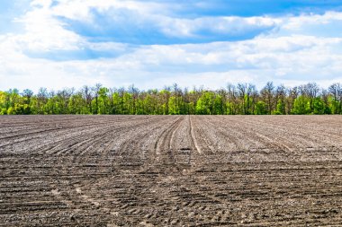 Organik hasat için büyük boş tarla fotoğrafları, gökyüzü arka planında hasat için büyük boş tarım tarlalarından oluşan fotoğraf, bu sonbahar mevsiminde hasat için boş tarla.