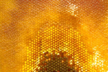 Altın nektarla dolu altıgen bal peteklerinden arı damlayan bal damlası, bal peteği yaz kompozisyonu doğal bal damlası, balmumu çerçeve arısına damlayan bal damlası, bal peteğine damlayan bal damlası