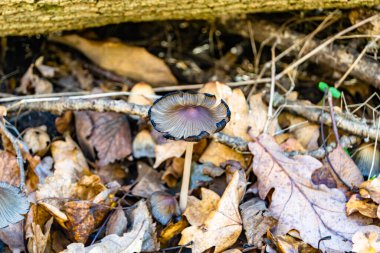 Ormanda yaprakların üzerinde büyük ve güzel zehirli mantar teması için fotoğraf, doğal zehirli mantarlardan ormanlara kadar fotoğraf, büyük ormanlarda zehirli mantarlar.