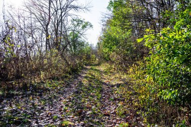 Tema üzerine fotoğrafçılık Vahşi Orman 'daki güzel patika, Vahşi Orman' a uzanan kırsal yaya yolu, İnsansız Orman 'a giden yol, Vahşi Orman' daki yaya yolu, Bu doğal doğa