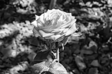 Tema üzerine fotoğraf. Arka planda büyüyen güzel çiçek. Yabani çiçeklerden oluşan fotoğraf. Çimen çayırına, yabani çiçeklerin büyüdüğü kır otlaklarında çiçek.