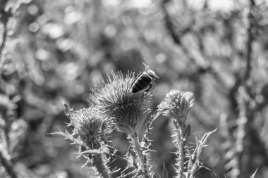 Arka planda yaban arısı kanatlı güzel bir arı, yabani çiçeklerden oluşan bir fotoğraf. Arı otlağa doğru yavaşça uçuyor bal için nektar topluyor, kır otlaklarında yabani bir çiçek arısı.