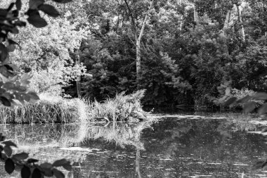 Kırsal kesimde yetişen güzel ot sazları renkli arka planda yetişiyor. Islak sularda vahşi ot bataklık kamışları, doğadan gelen uzun çimen kamışları.