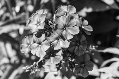 Çayırda büyüyen güzel çiçek fenikulası, vahşi büyüyen çiçek fenomeninden panikleyerek çim çayırına ulaşan foto, Herb Meadow kırsalında büyüyen çiçek fenikulatı.
