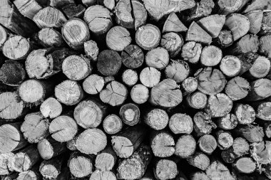 Temalı büyük bir meşe ağacı kütüğü duvarı, doğal arka planda eski meşe kütükleri, çeşitli çizgilerle dokulu geleneksel meşe ağacı kütükleri.