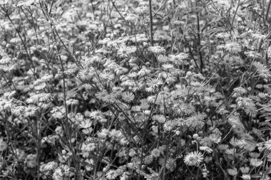 Arka planda büyüyen güzel Meksika papatyası, yabani çiçek yetiştiren Meksika papatyasından çim çayırına, Herb Meadow kırsalında büyüyen Meksika papatyasından oluşan fotoğraf.