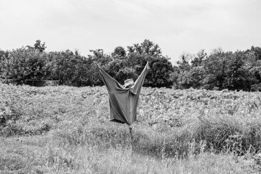 Bahçedeki korkunç korkuluk aç kuşları caydırır, güzel manzara bahçedeki korkunç korkuluklardan oluşur, büyük ormanda açık gökyüzü, bahçedeki korkunç korkuluk büyük ekinleri korur.